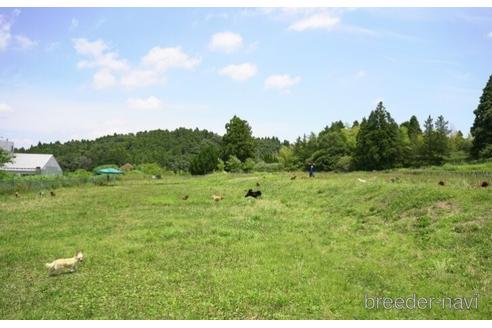 成約済の千葉県のトイプードル-231275の5枚目